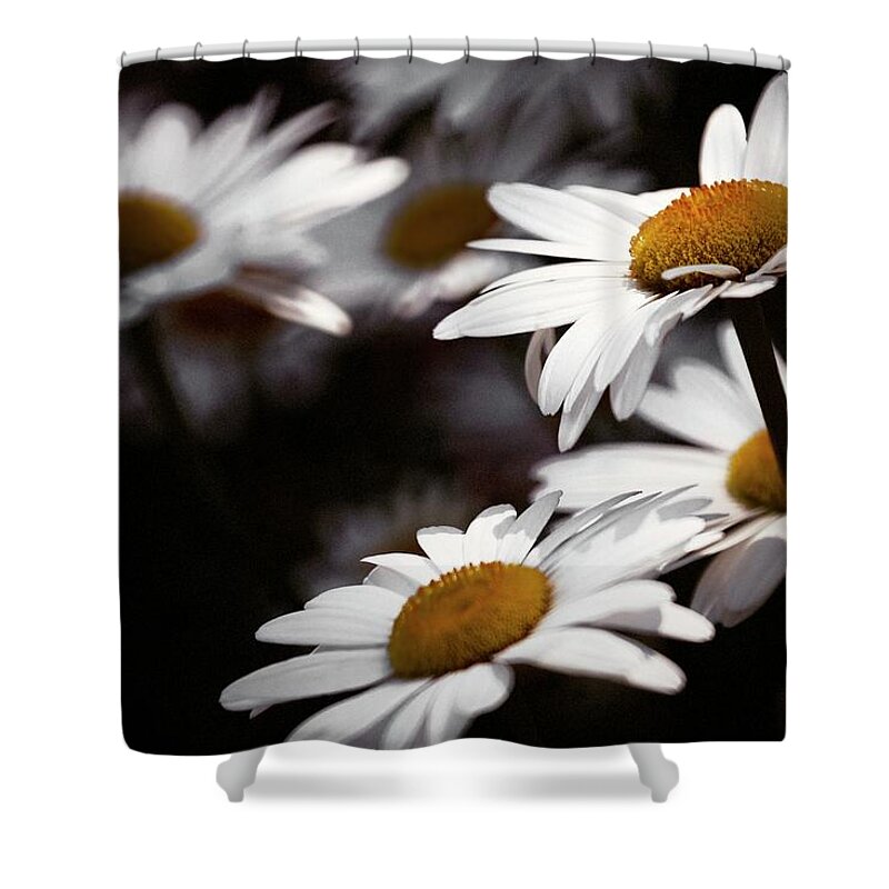 Daiseys Shower Curtain featuring the photograph Daisies by RicharD Murphy