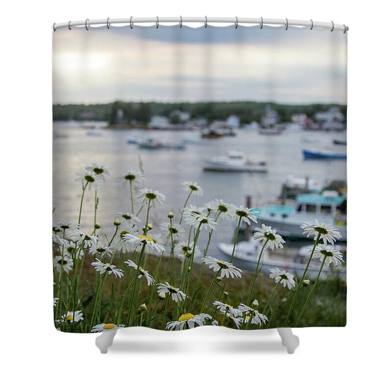 Daisies Shower Curtain featuring the photograph Daisies by the Sea by Denise Kopko