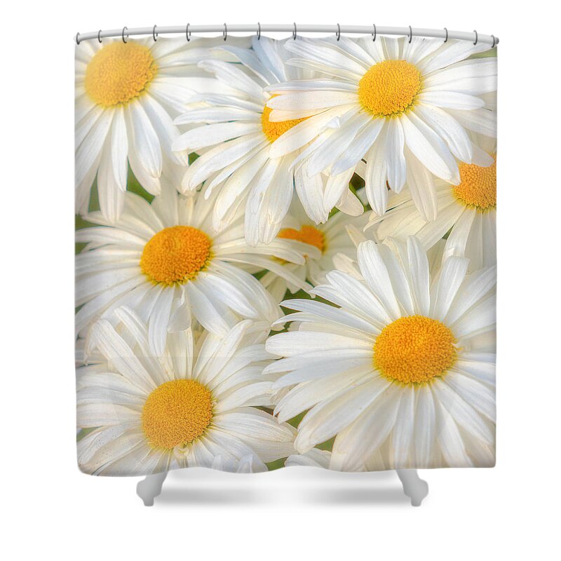 Daisies Shower Curtain featuring the photograph Daisies in a Square by Rod Best