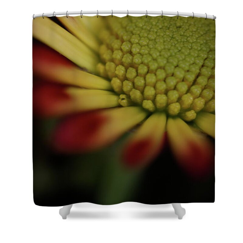 Macro Shower Curtain featuring the photograph Daisy 6016 by Julie Powell