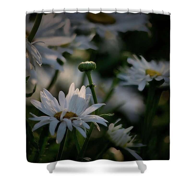 Plants Shower Curtain featuring the photograph Daisy Bud by Buddy Scott