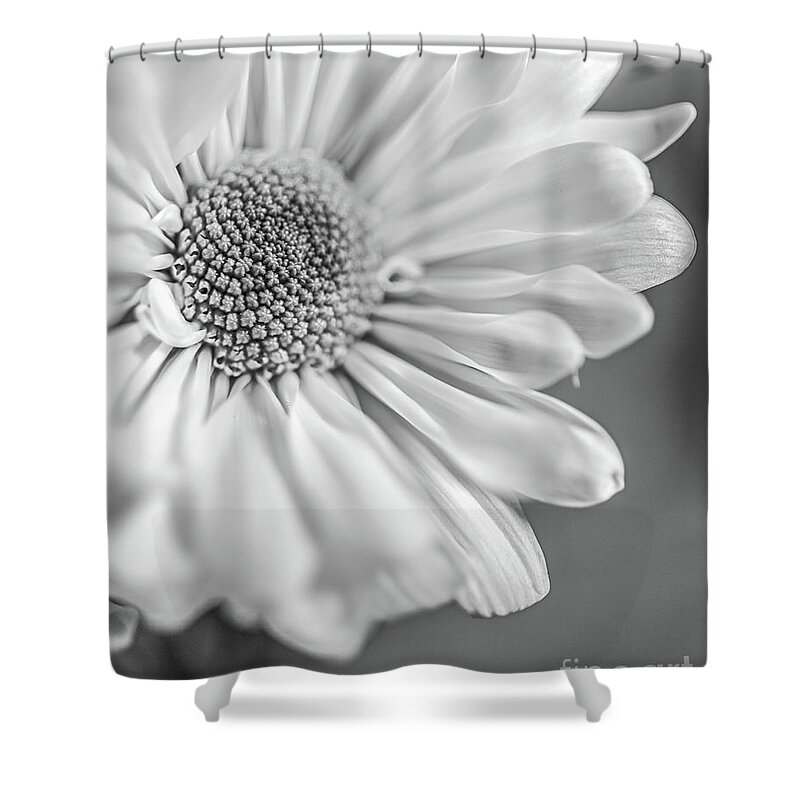 Flower Shower Curtain featuring the photograph Daisy BW by Edward Fielding
