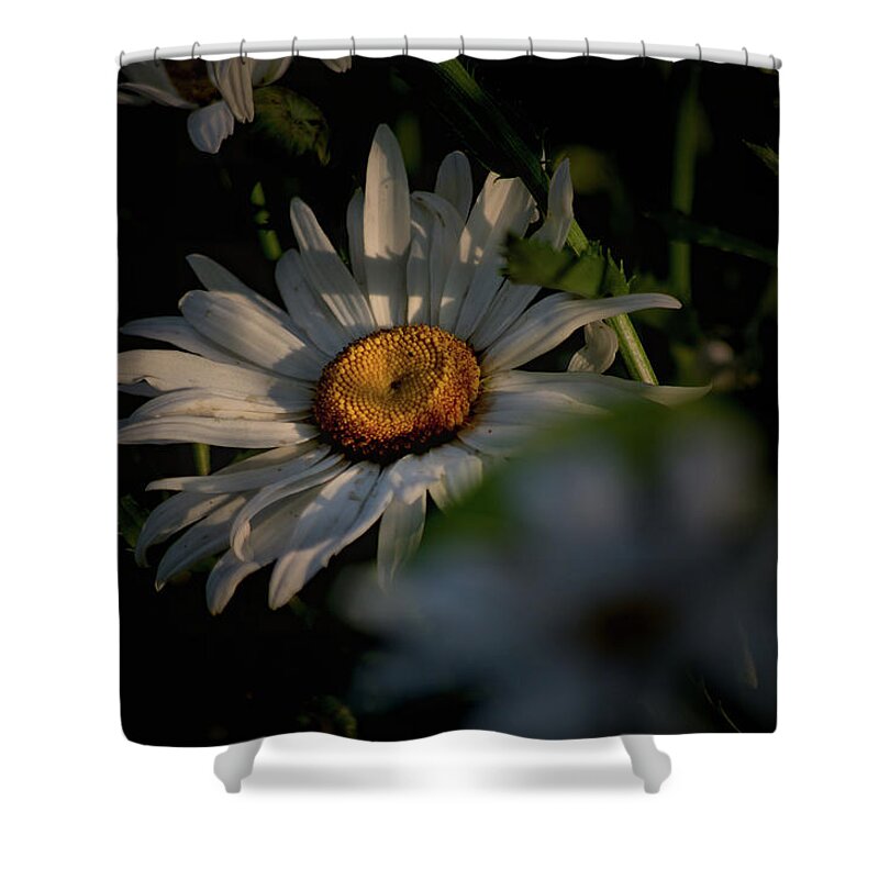 Plant Shower Curtain featuring the photograph Daisy Day by Buddy Scott
