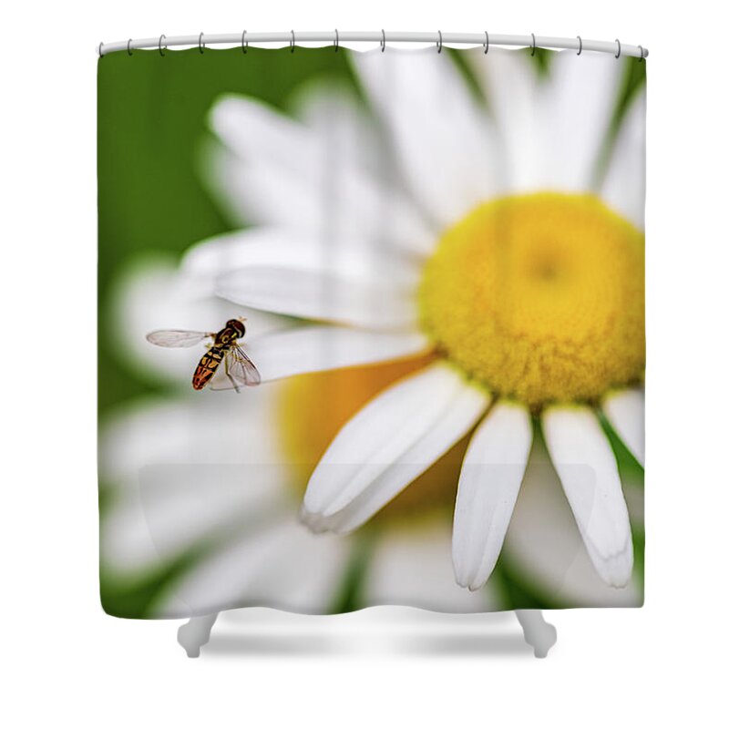 Flowers Shower Curtain featuring the photograph Daisy Flower - Macro Photography by Amelia Pearn