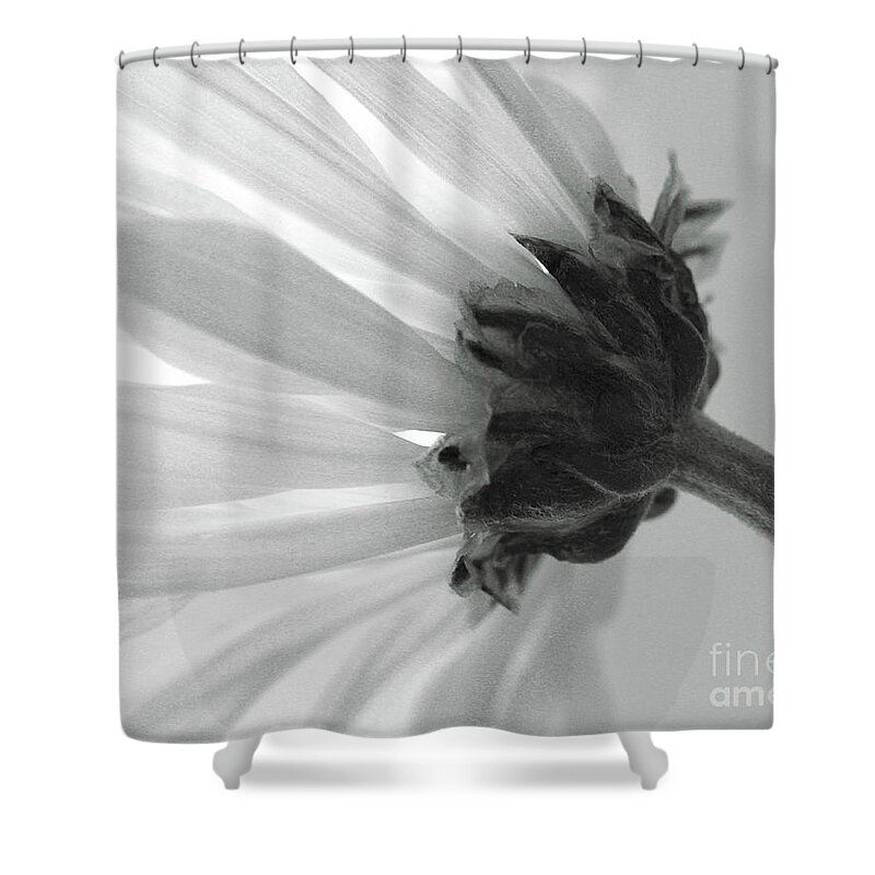 Daisy Shower Curtain featuring the photograph Daisy by Natalie Dowty
