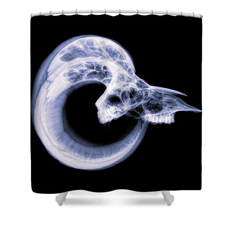 Mammal Shower Curtain featuring the photograph Dall Sheep -27 by Rob Graham