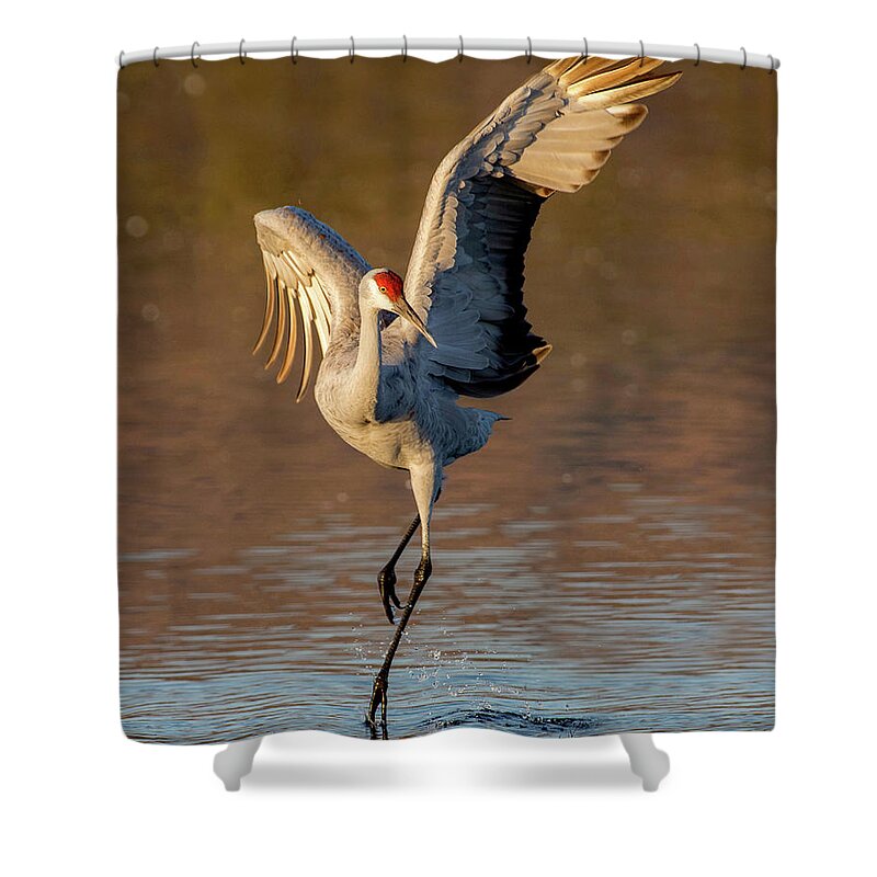 Sandhill Crane Shower Curtain featuring the photograph Dance of the Sandhill Crane by Judi Dressler