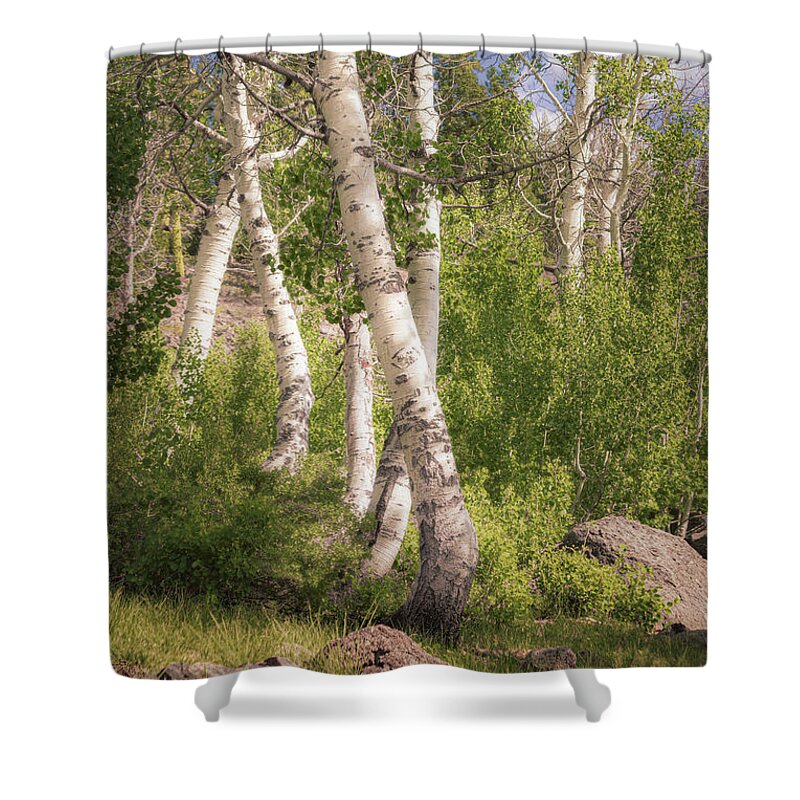 Lassen Shower Curtain featuring the photograph Dancing Aspens by Mike Lee