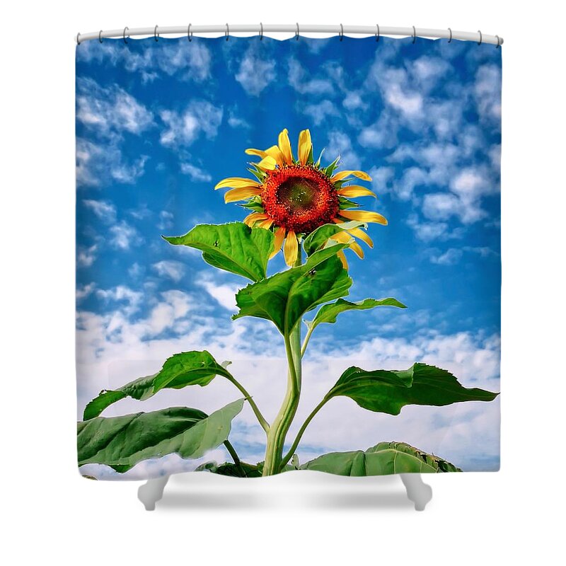 Yellow Shower Curtain featuring the photograph Dancing Desert Sunflower by Judy Kennedy