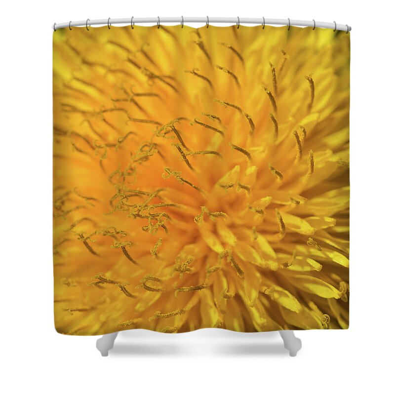 Flower Shower Curtain featuring the photograph Dandelion by David Beechum