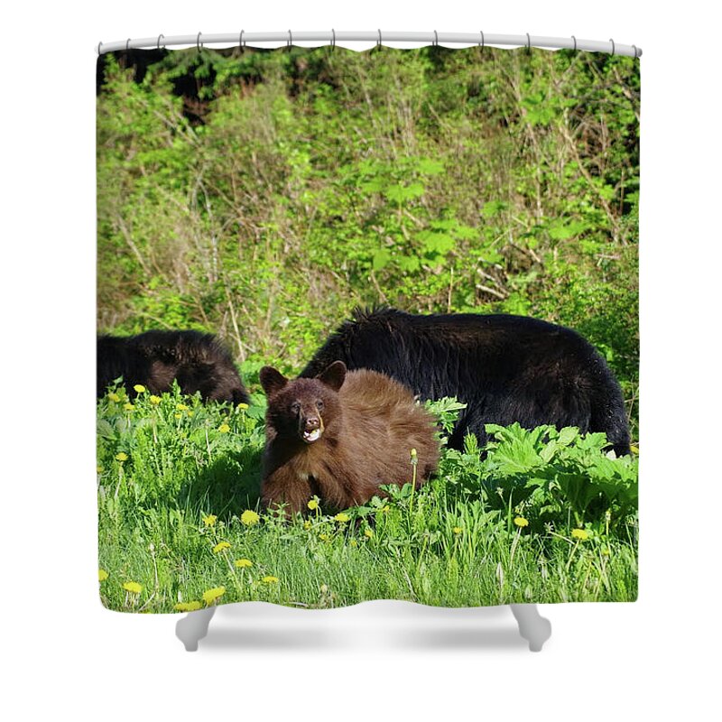 #sprucewoodstudios Shower Curtain featuring the photograph Dandelion Dessert by Charles Vice