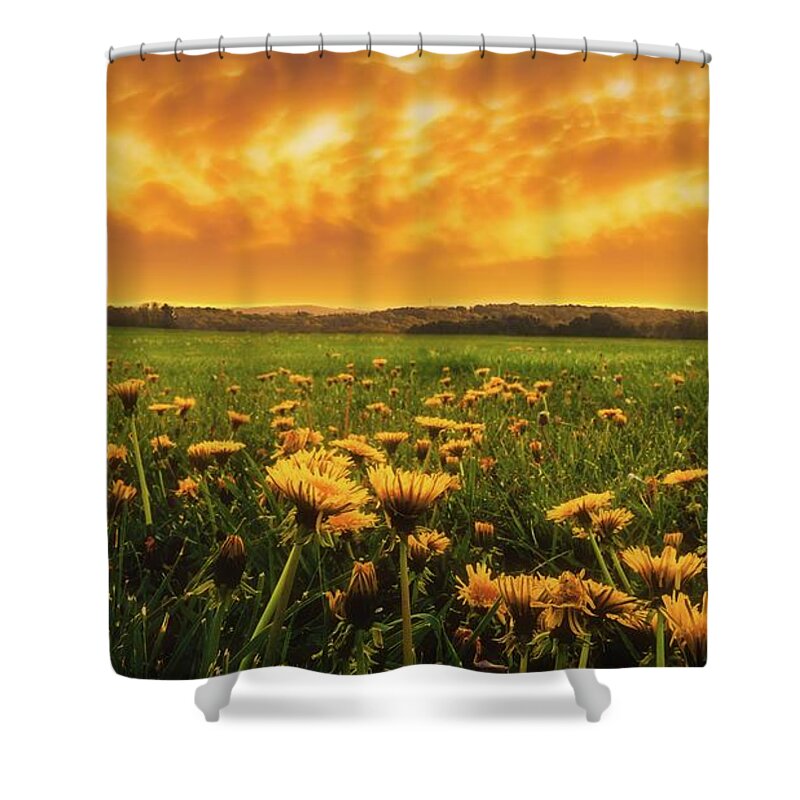 Dandelion Shower Curtain featuring the photograph Dandelion Field Under Fiery Sky by Jason Fink
