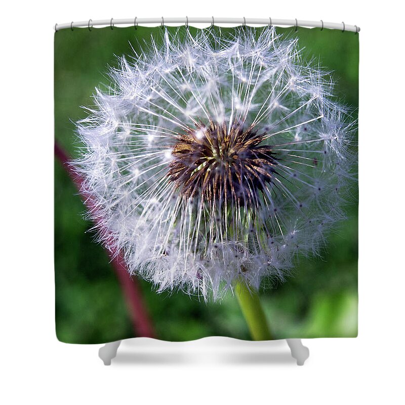 Beautiful Shower Curtain featuring the photograph Dandelion On Green by David Desautel