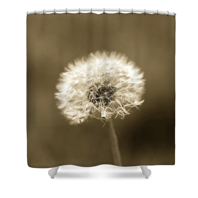 Dandelion Shower Curtain featuring the photograph Dandelion Seed Head Brown Tone by Tanya C Smith