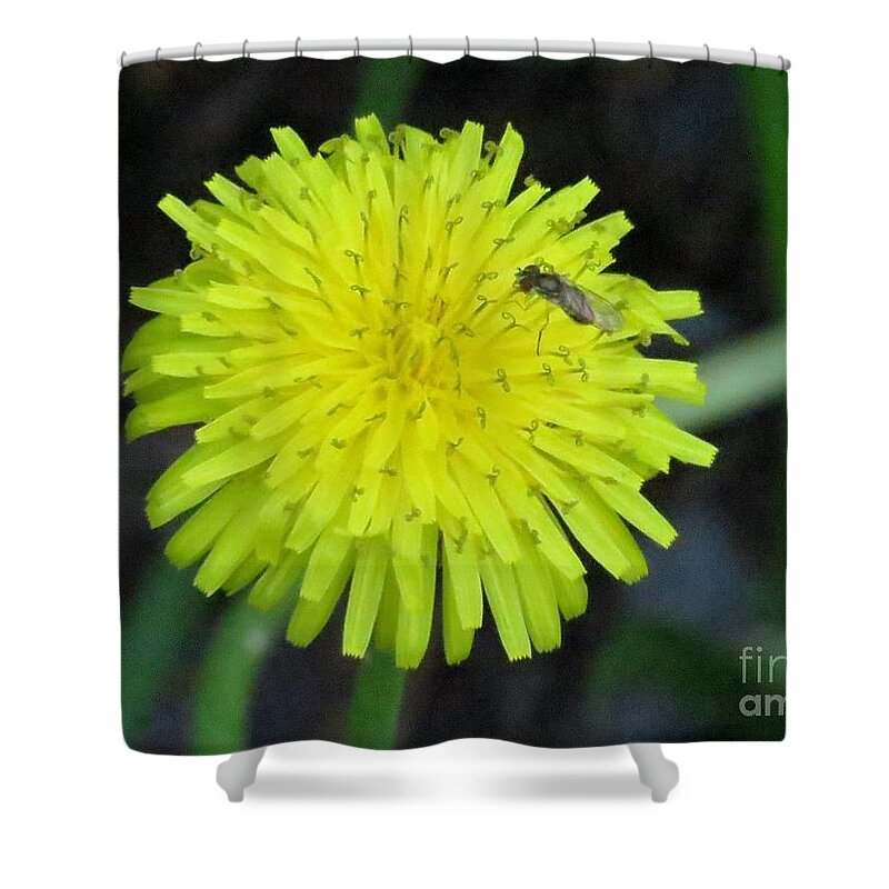 Dandelion Shower Curtain featuring the photograph Dandy Lion by World Reflections By Sharon