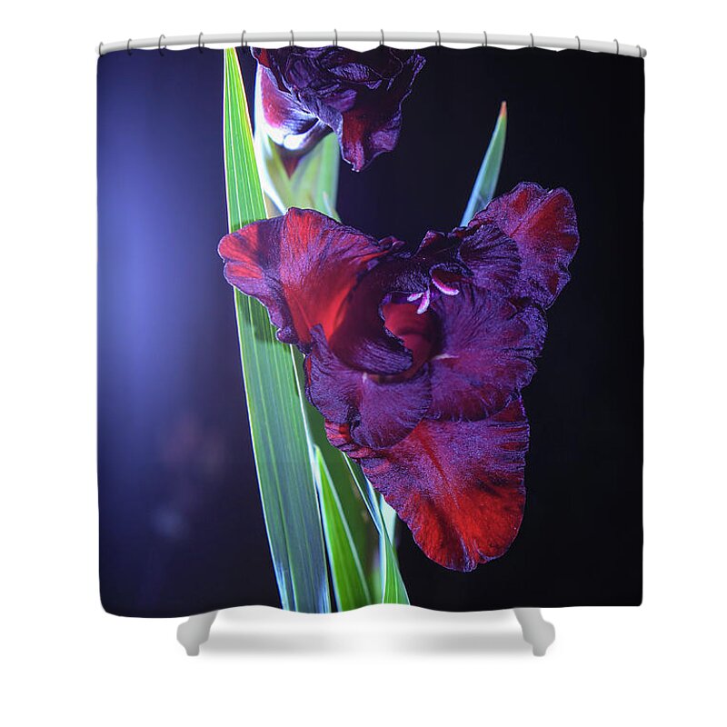 Gladiolus Shower Curtain featuring the photograph Dark crimson gladiolus flower by Maria Dimitrova