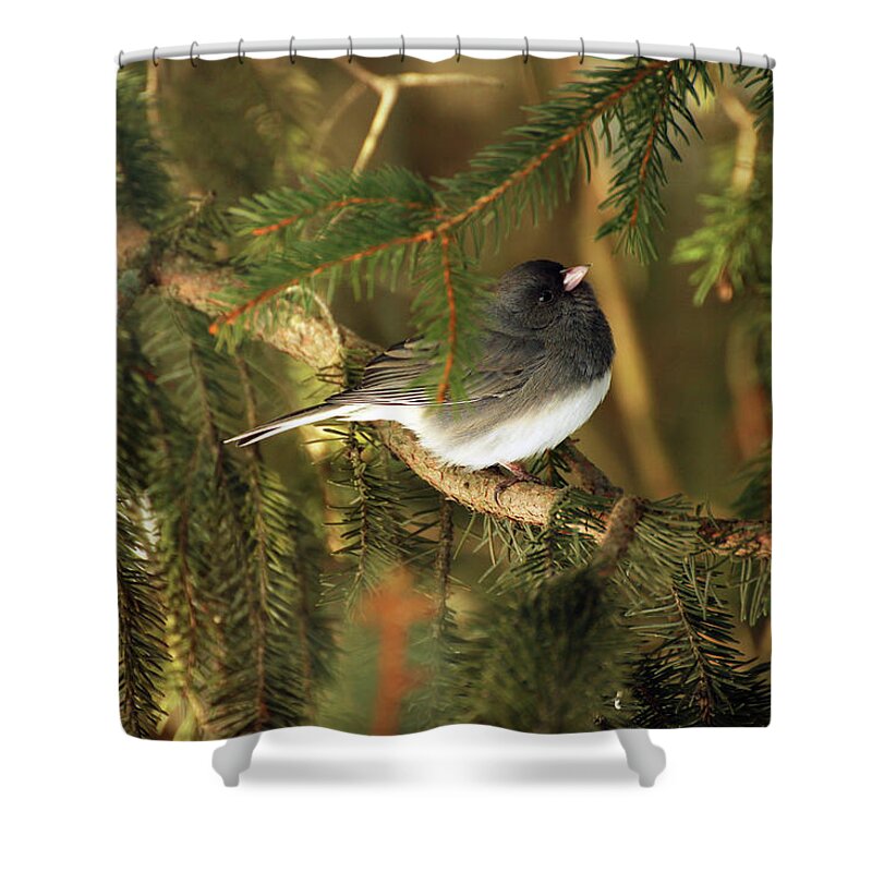 Junco Shower Curtain featuring the photograph Dark-eyed Junco by Laurie Lago Rispoli