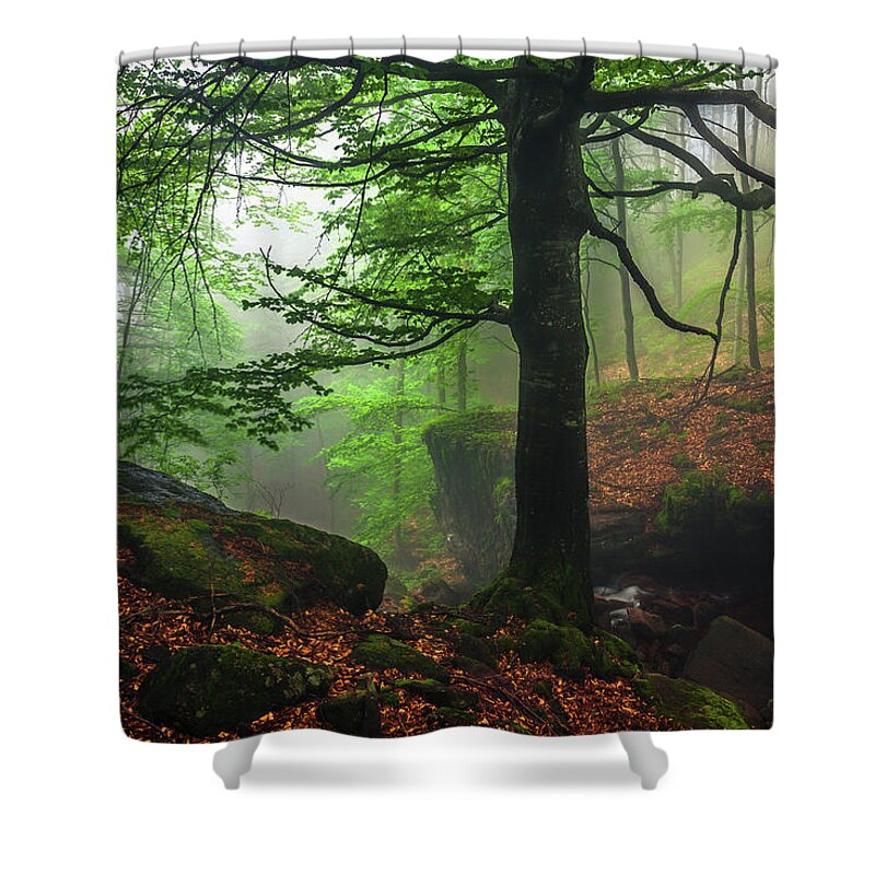 Fog Shower Curtain featuring the photograph Dark Forest by Evgeni Dinev