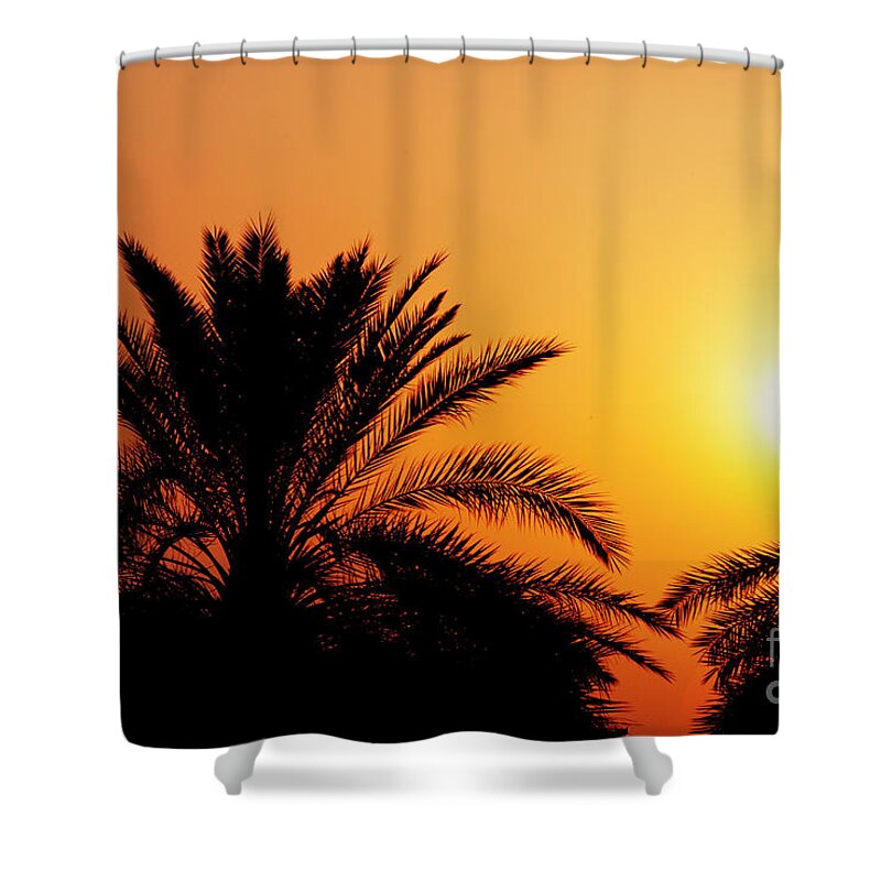 Dubai Shower Curtain featuring the photograph Date palm tree silhouette at beautiful sunset in Dubai by Jelena Jovanovic