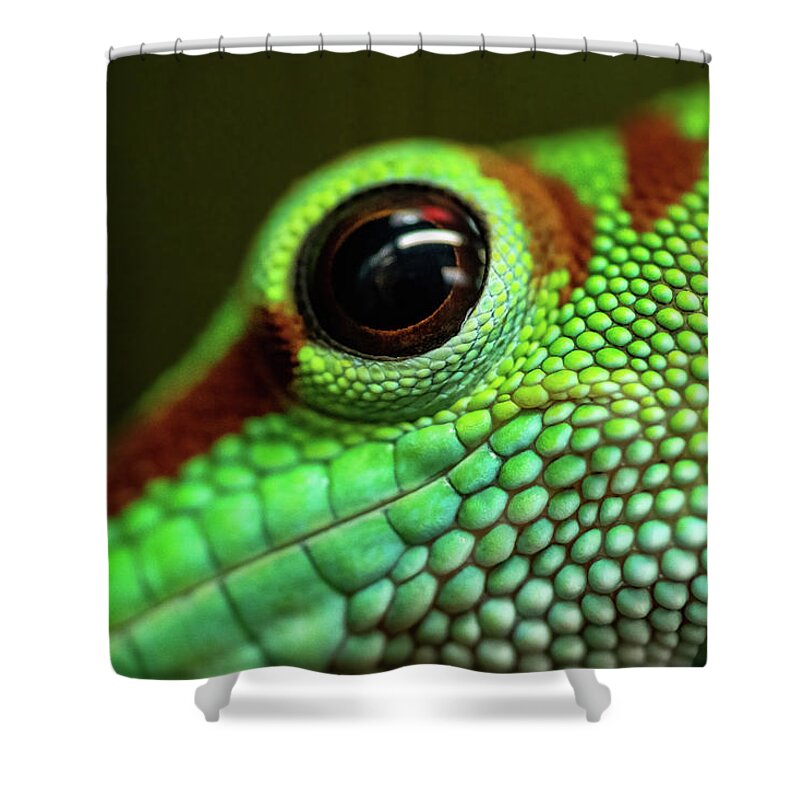 Day Gecko Shower Curtain featuring the photograph Day Gecko Macro by Wesley Aston