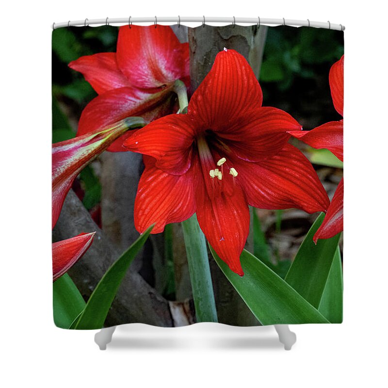 Lily Shower Curtain featuring the photograph Day Lilies in Groups by Margaret Zabor