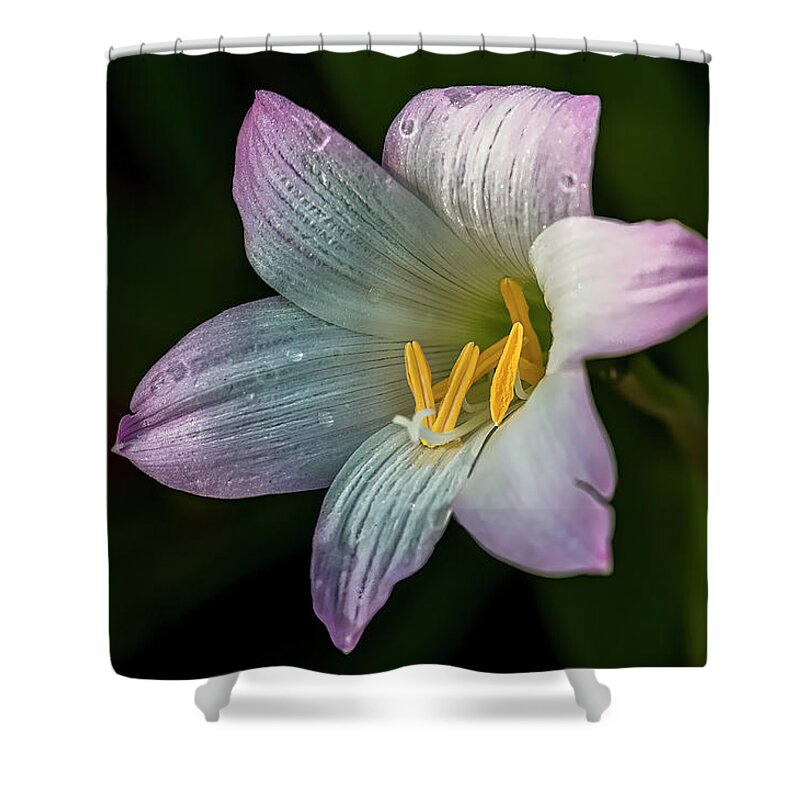 Shower Curtain featuring the photograph Day Lilly by Lou Novick