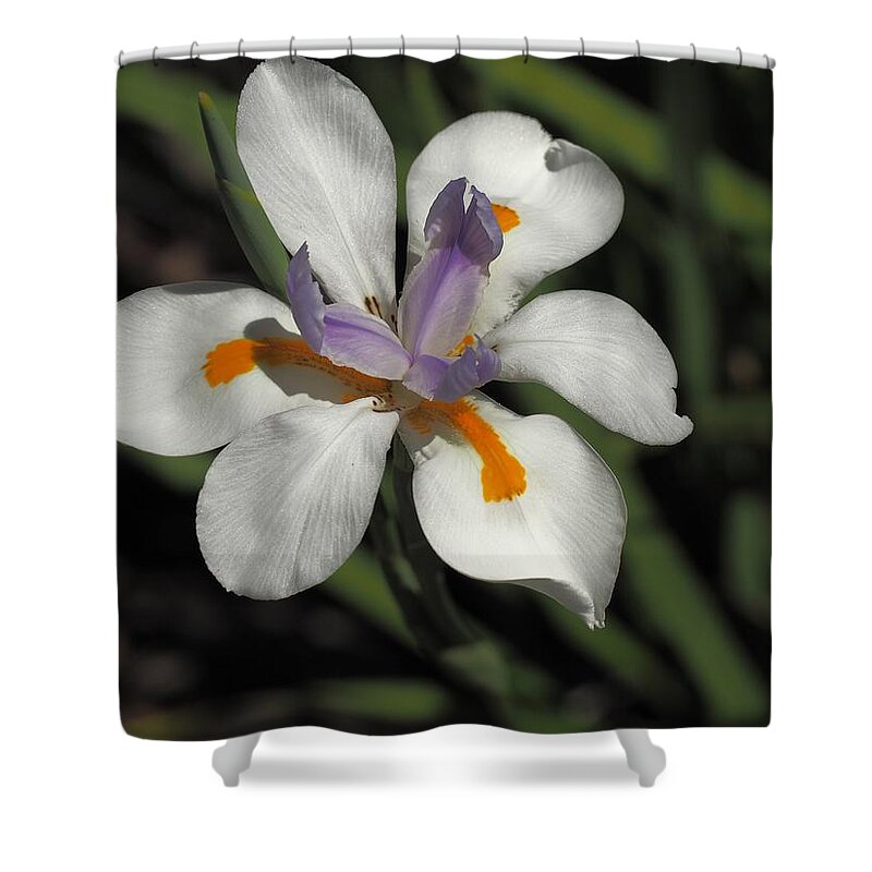 Botanical Shower Curtain featuring the photograph Day Lily Unfurled by Richard Thomas