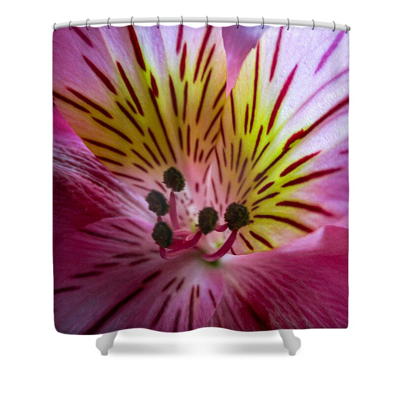 Daylily Shower Curtain featuring the photograph Daylily by W Craig Photography