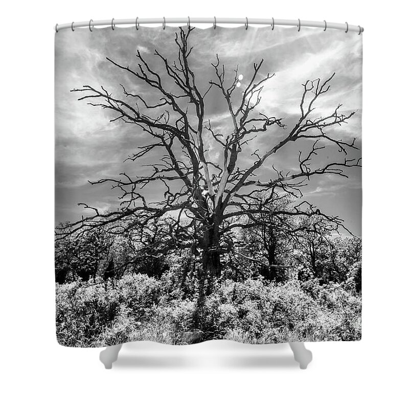 Tree Shower Curtain featuring the photograph Dead Tree 2 by Elaine Berger