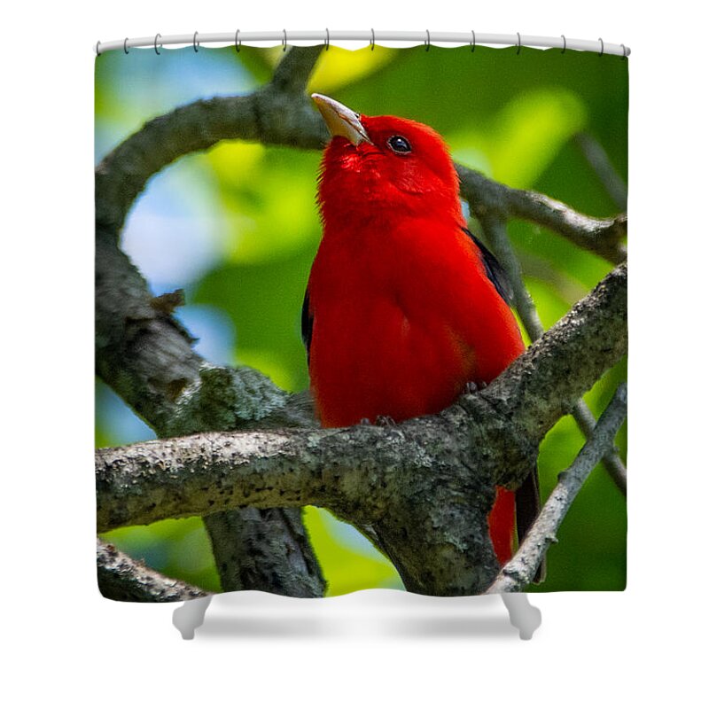 Bird Shower Curtain featuring the photograph Decked out in Scarlet by Linda Bonaccorsi