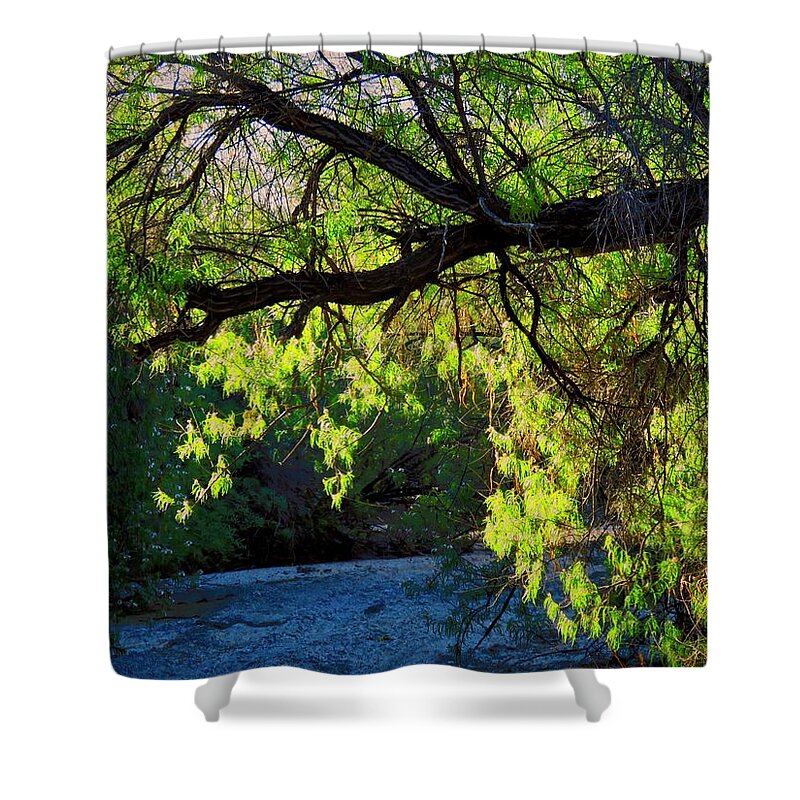 Desert Plants Shower Curtain featuring the photograph Deep in the Vekol by Judy Kennedy