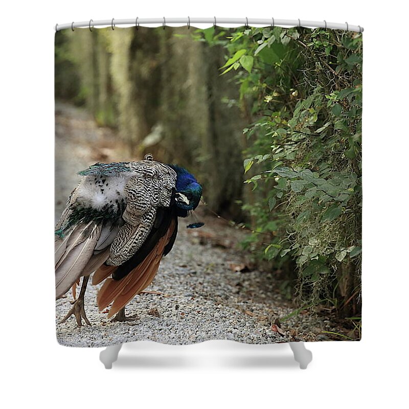 Peafowl Shower Curtain featuring the photograph Deep Preening by Mingming Jiang
