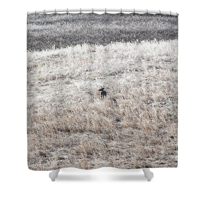 Deer Shower Curtain featuring the photograph Deer At Cades Cove by Phil Perkins