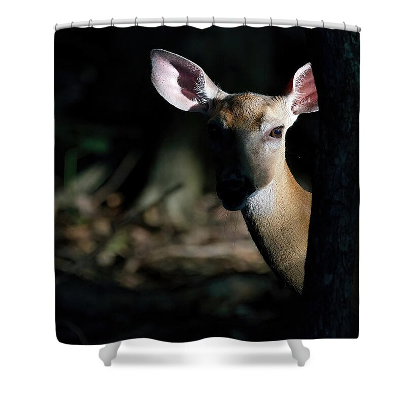 Deer Shower Curtain featuring the photograph Deer Behind a Tree by Flinn Hackett