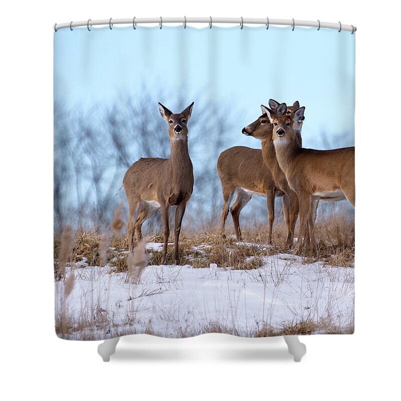 Deer Shower Curtain featuring the photograph Deer Field by Flinn Hackett