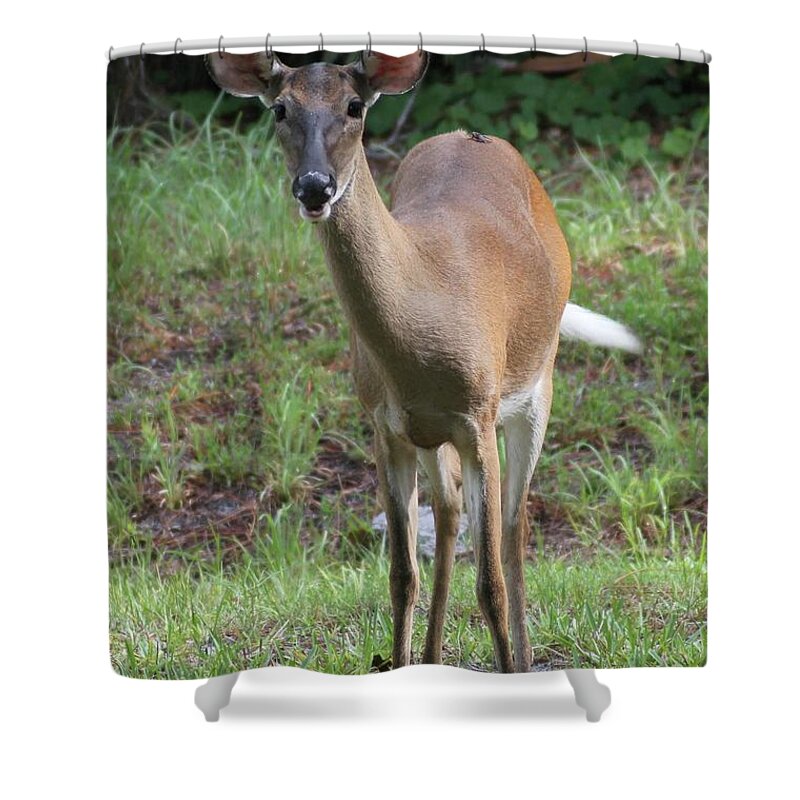 Dear Shower Curtain featuring the photograph Deer Friend by Dodie Ulery