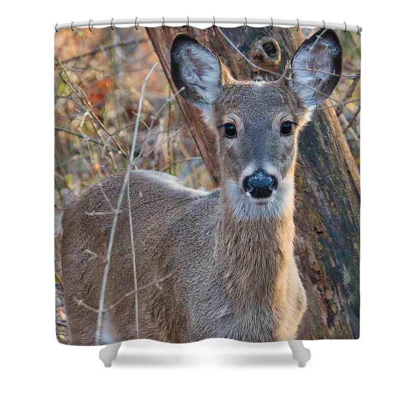 Nature Shower Curtain featuring the photograph Deer in the Headlights by Judy Link Cuddehe