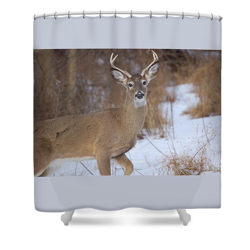 Deer Shower Curtain featuring the photograph Deer in Winter by Nancy Ayanna Wyatt
