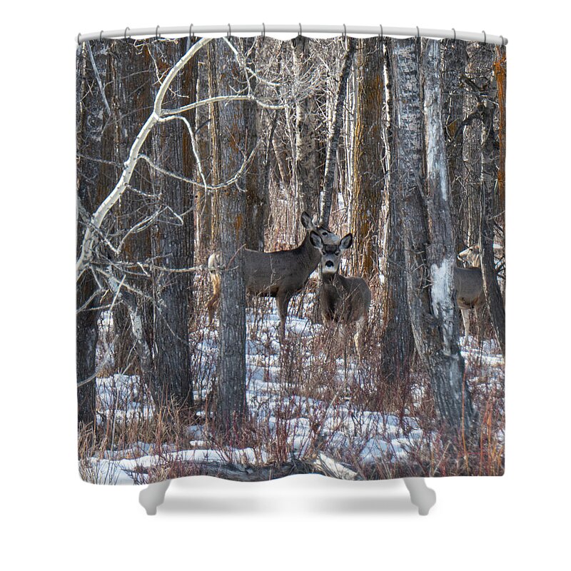 Deer Shower Curtain featuring the photograph Deer In Winter Woods by Karen Rispin