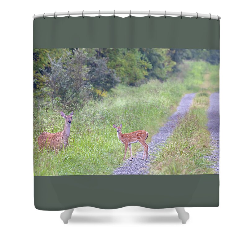 Whitetail Deer Shower Curtain featuring the photograph Deer on a Country Lane by Susan Rissi Tregoning