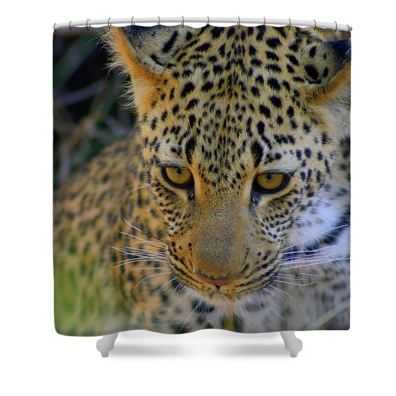 Def Leopard Shower Curtain featuring the photograph Def Leopard by Gene Taylor