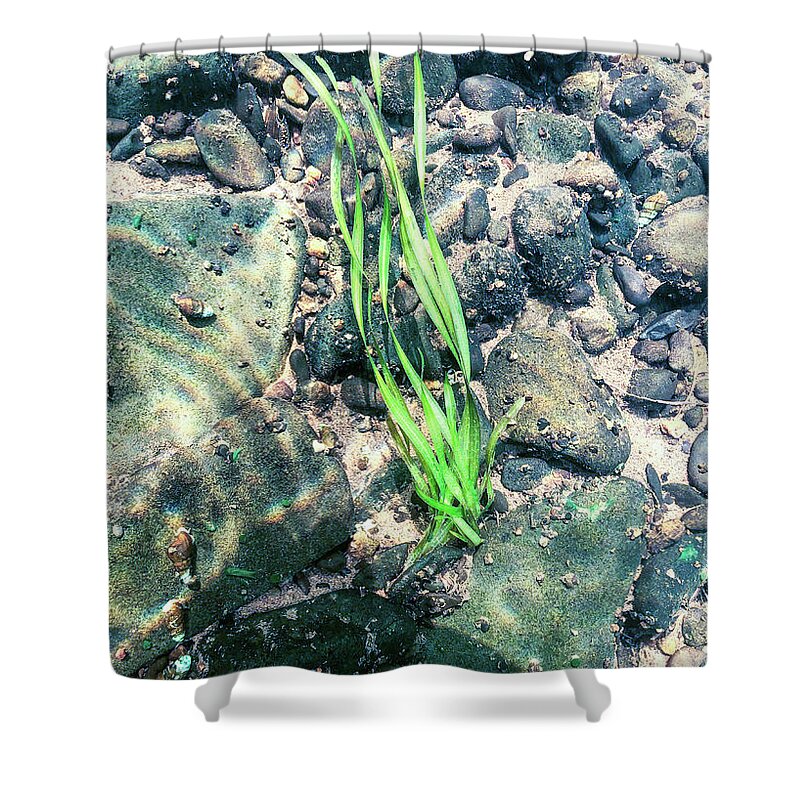 Water Shower Curtain featuring the photograph Delaware River Underwater Landscape Seaweed by Amelia Pearn