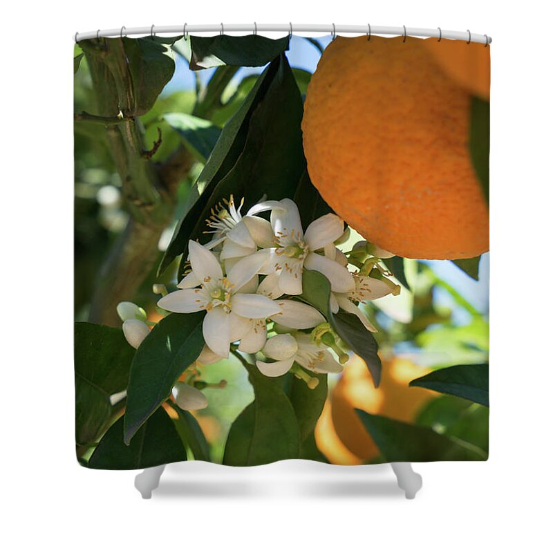 Orange Blossom Shower Curtain featuring the photograph White orange blossoms and ripe fruits, orange blossom in Spain by Adriana Mueller