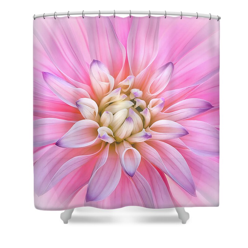 Dahlia Shower Curtain featuring the photograph Delight by Louise Lindsay