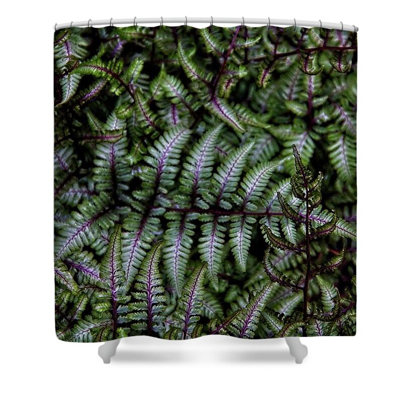 Ferns Shower Curtain featuring the photograph Delightful Ferns by Allen Nice-Webb