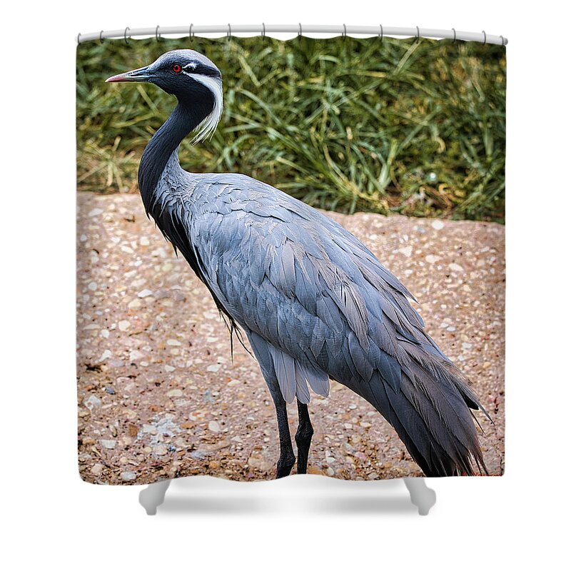 Swan Shower Curtain featuring the photograph Demoiselle Crane Grus Virgo by Rene Vasquez