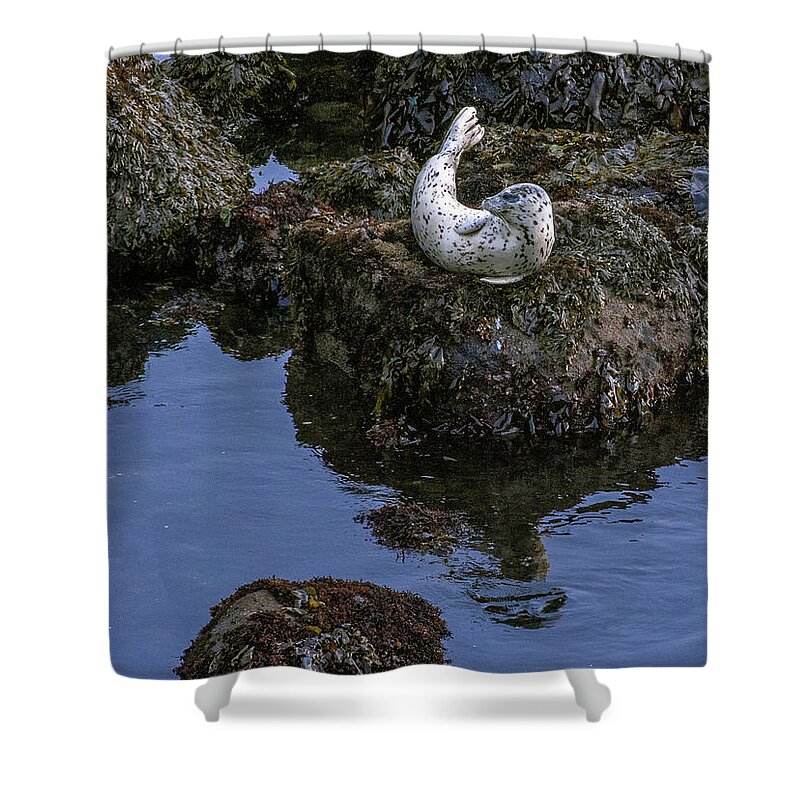 Scenic Shower Curtain featuring the photograph Depoe Bay Seal by Doug Davidson