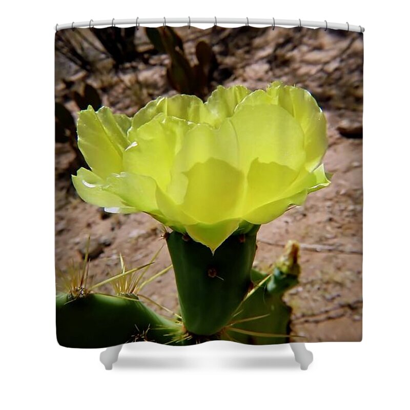 American Southwest Shower Curtain featuring the photograph Desert Bloom by Judy Kennedy