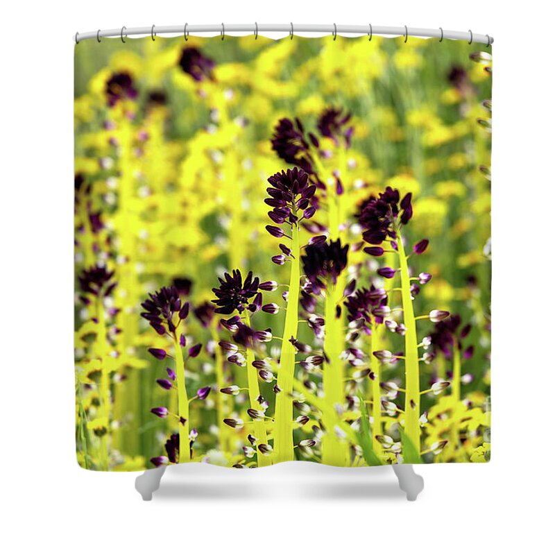 Flower Shower Curtain featuring the photograph Desert Candle Flower by Vivian Krug Cotton
