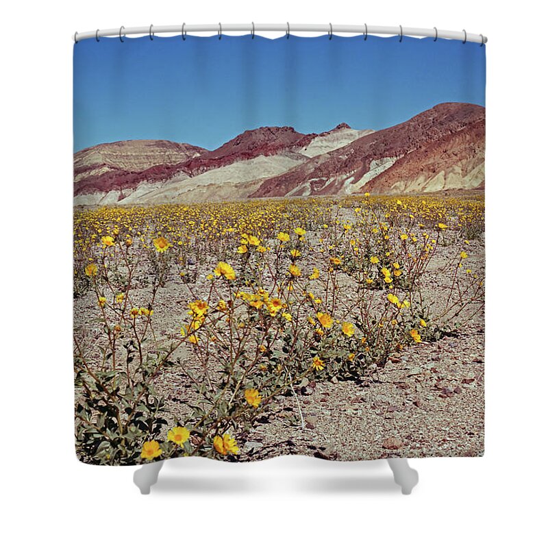 Tom Daniel Shower Curtain featuring the photograph Desert Gold Super Bloom by Tom Daniel
